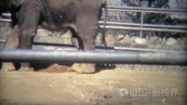 在露天的笼子里的大象视频