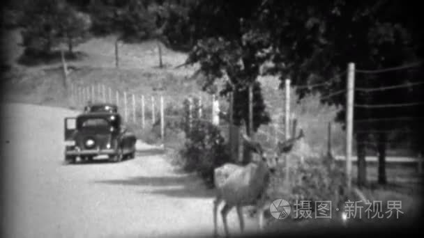 鹿在路中间隐藏视频