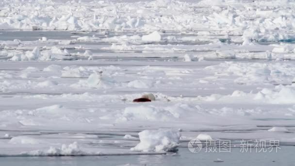 海上冰浮运视频