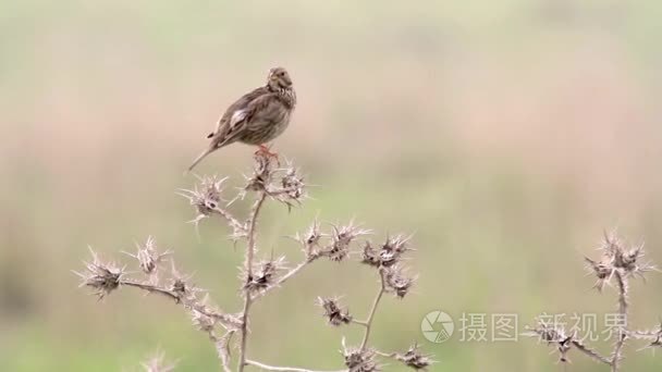 小鸟坐在植物视频