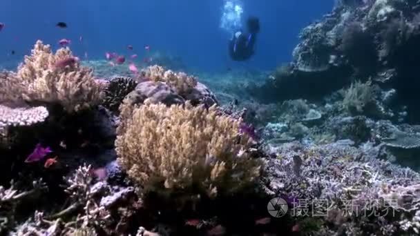 巴厘岛的水下世界。海洋生命