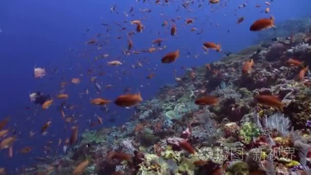 在热带礁石上的蓝色和红色鱼群