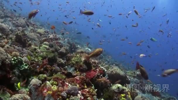 学校的五颜六色的鱼在海洋中礁视频