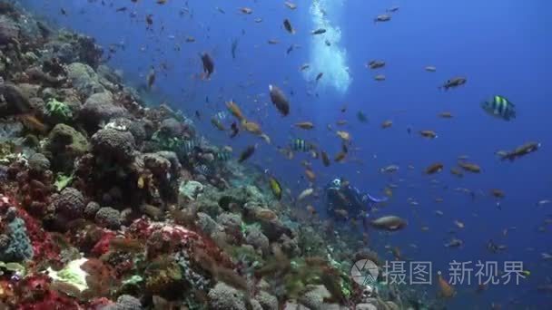 School of colorful fish on reef in ocean and diver