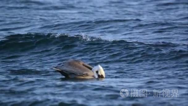 鹈鹕在海浪中漂浮视频