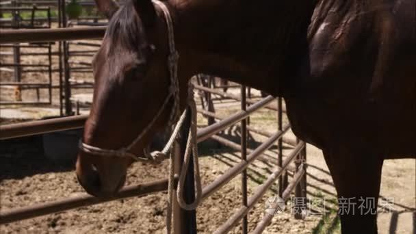 孤独的马站在畜栏视频
