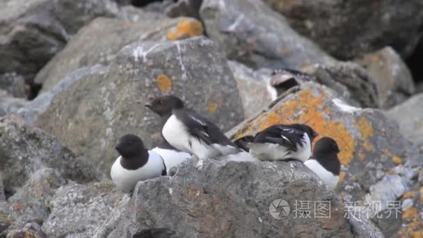 小海雀殖民地视频