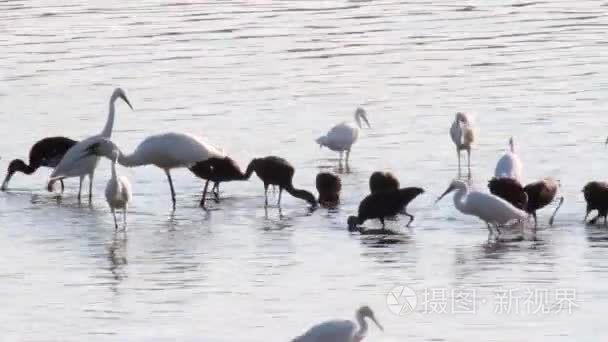 鱼池鸟站在水中视频