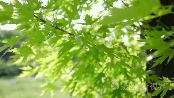 新鲜绿色的树叶上分支与夏时制视频