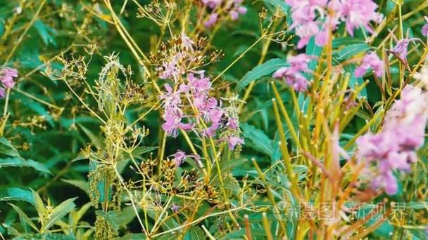 蜜蜂采集蜂蜜从莎莉鲜花盛开视频