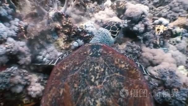 玳瑁海龟游泳在珊瑚礁上吃视频
