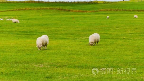 在绿色的原野上放牧绵羊视频