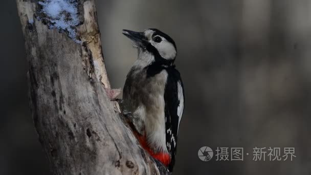 大斑的啄木鸟