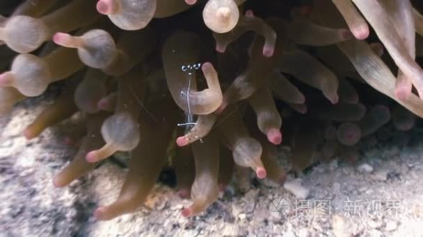 海玻璃海葵共生的带状的水晶虾视频