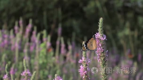 平原的老虎蝴蝶在花上视频