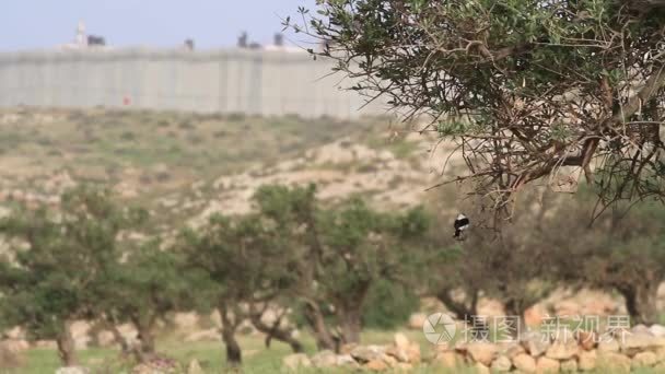 北耶路撒冷安全墙视频