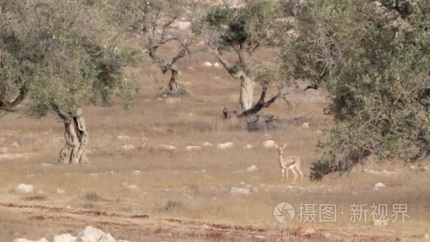 以色列山瞪羚视频