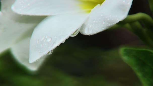 白梅香鲜花mov格式视频下载 正版视频编号00h9no 摄图新视界视频库