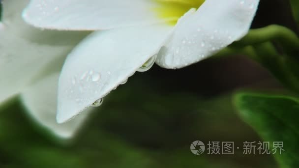 白梅香鲜花