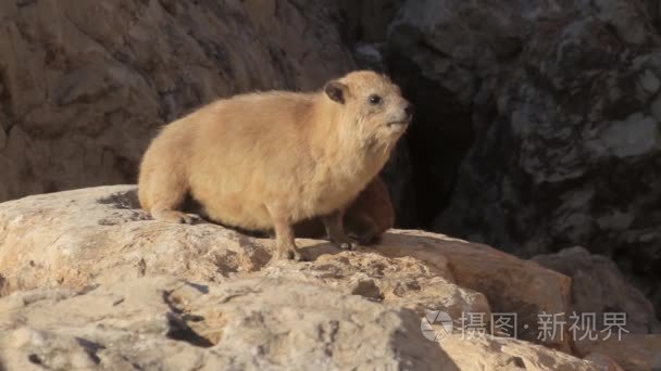 坐在岩石上的岩狸视频