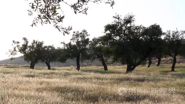 阿月浑子树与太阳耀斑视频