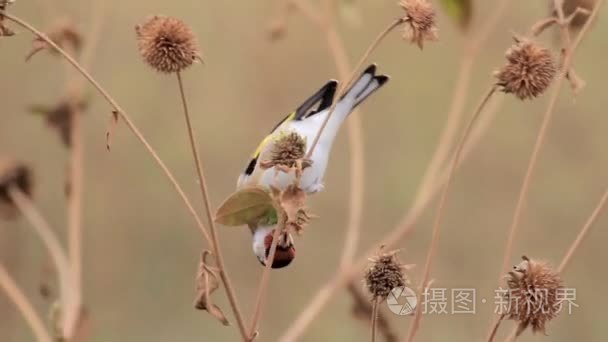 金翅雀小鸟坐在植物视频