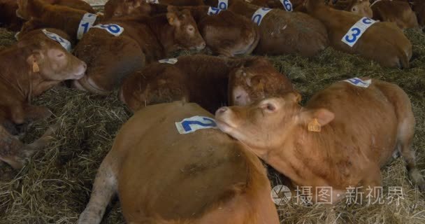 棕色的犊牛躺在稻草上农场