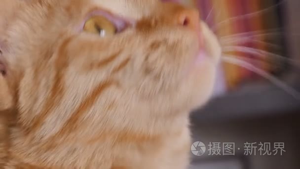 橙色的花猫打呵欠和舔它的鼻子视频