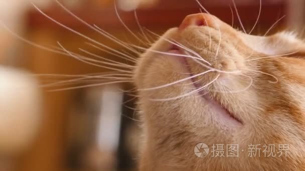 橙色的花猫，喵喵叫生气