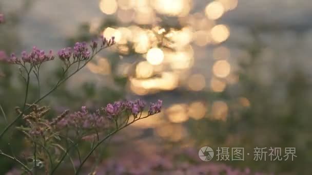 野花海和日落背景视频