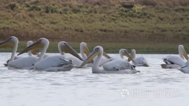 鹈鹕在水里游泳视频