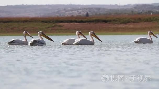 鹈鹕在水里游泳视频