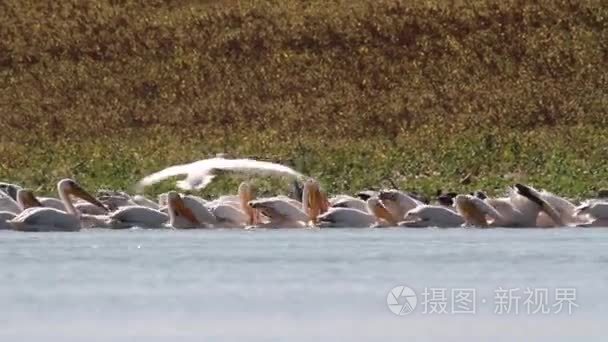 鹈鹕在水里游泳视频