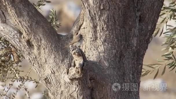 小鸟坐在树上视频