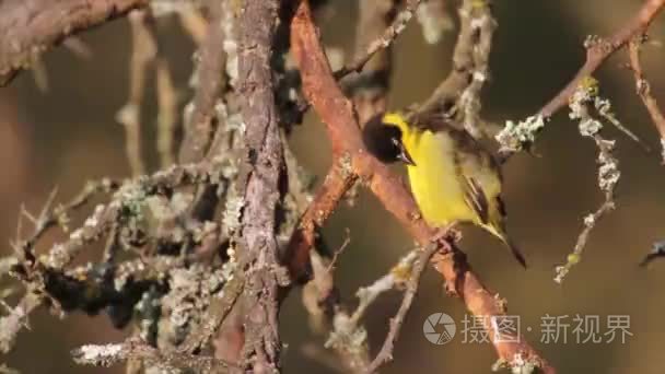 小鸟坐在树枝上视频