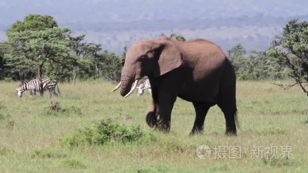 非洲大象在草田视频