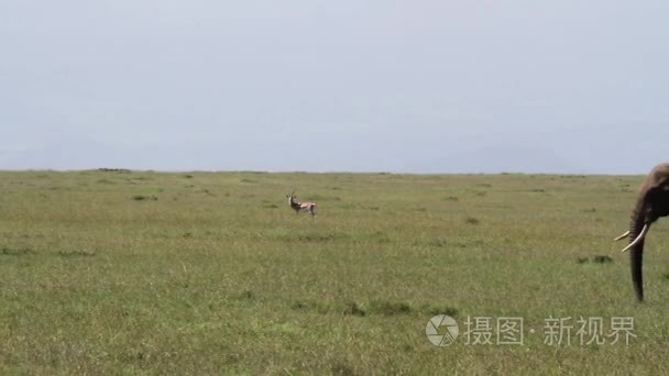 非洲大象在草田