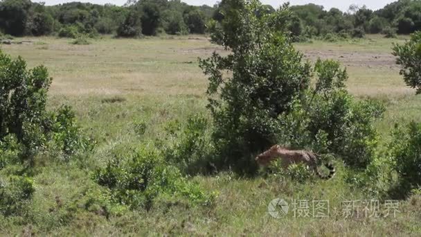 豹子看捕食