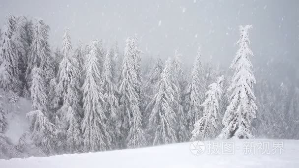 冬天雪风暴暴雪，杉树满了雪，冰霜冻对植物视频