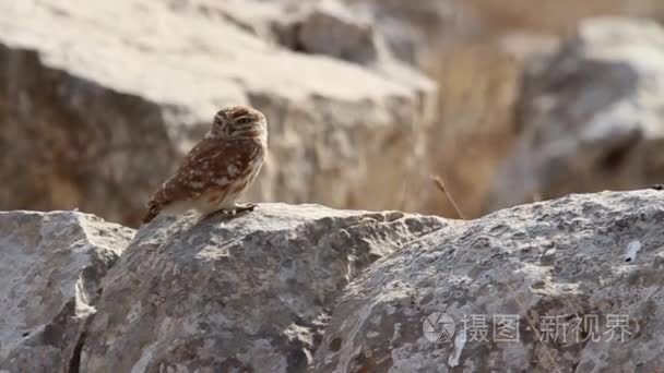 小猫头鹰站在岩石上视频