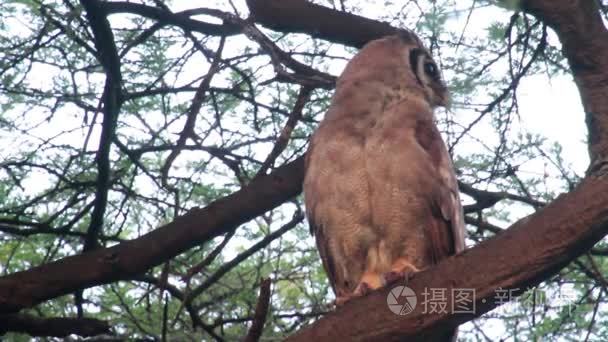 善于猫头鹰坐在树上视频