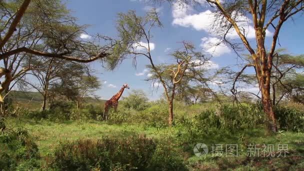 在大自然中的小长颈鹿视频