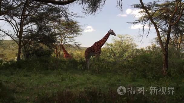 在大自然中的小长颈鹿视频
