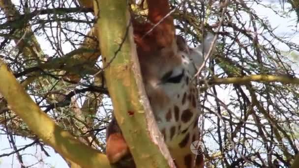 长颈鹿舔分支树视频