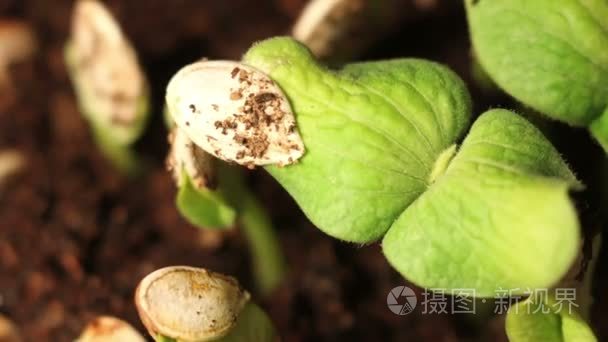 新南瓜植物生长从旧种子视频