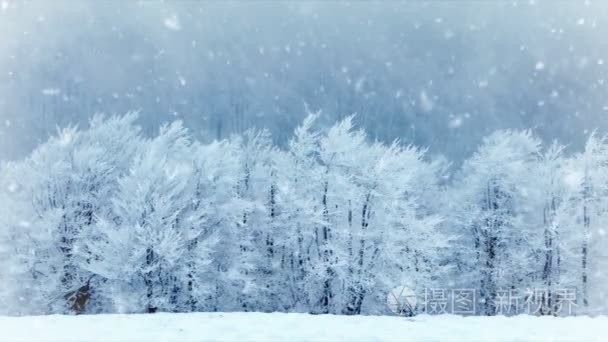 公园里的冬天树木。真正落雪。慢动作