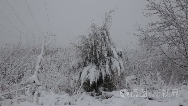 与许多锥体在暴风雪中云杉视频