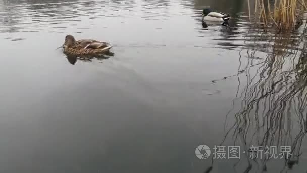 在湖上游泳的鸭子