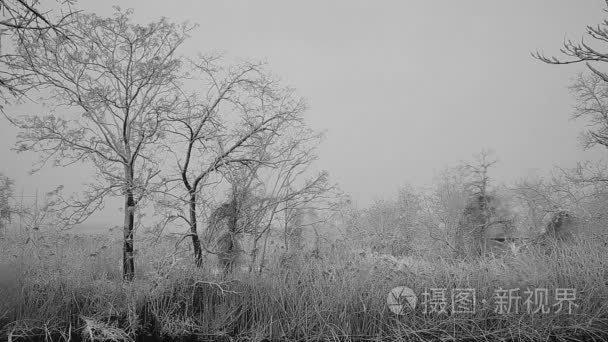 与许多锥体在暴风雪中云杉视频