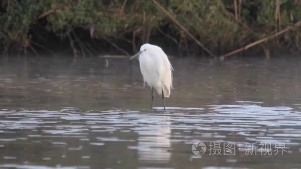 很棒的白鹭立在水中视频